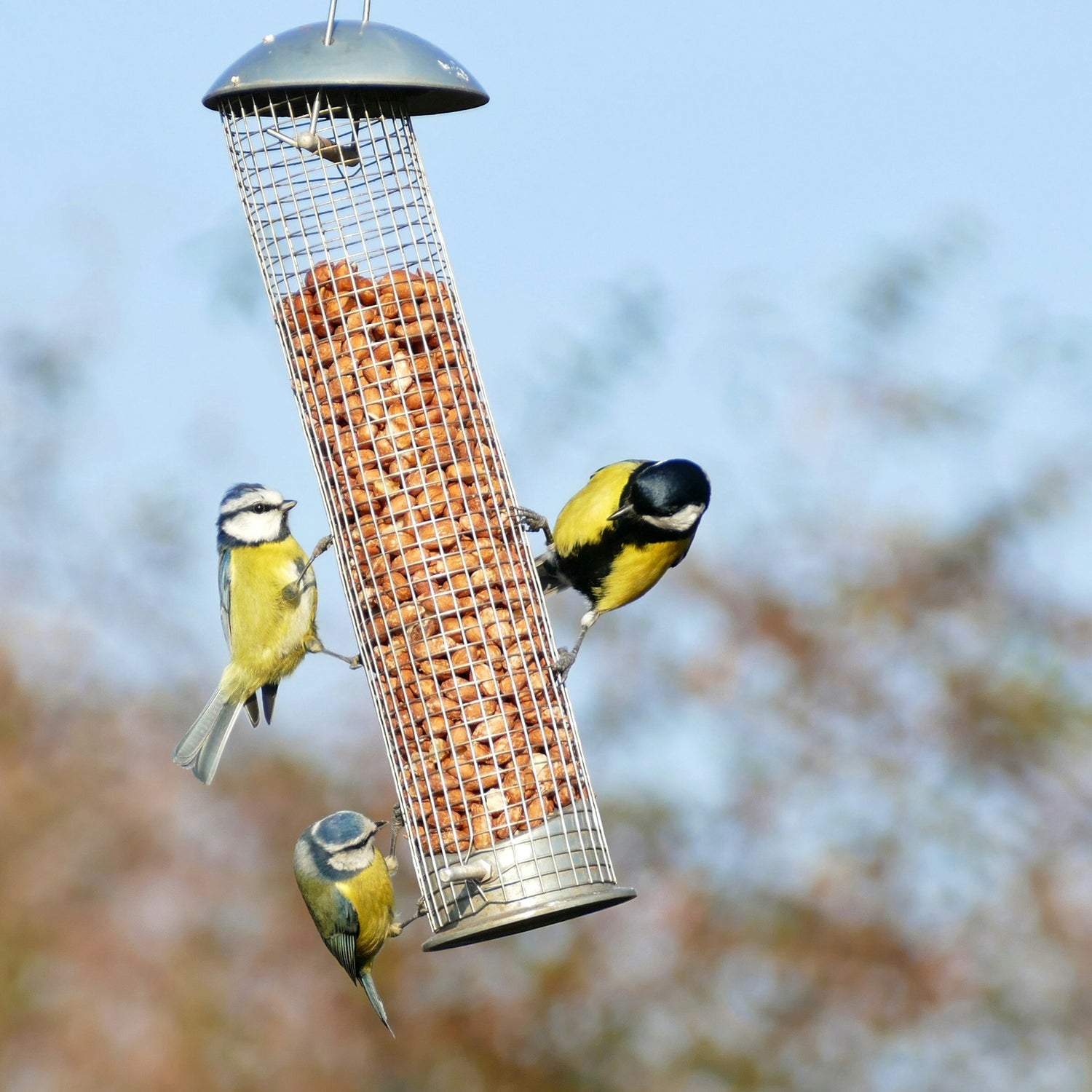 Bird Feeders