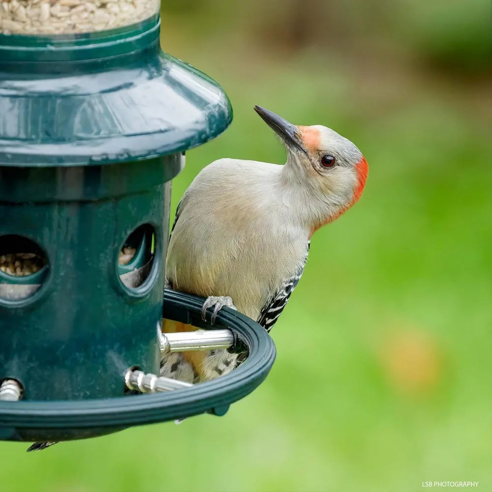 Squirrel-proof Bird Feeder w/Cardinal Ring and 6 Feeding Ports